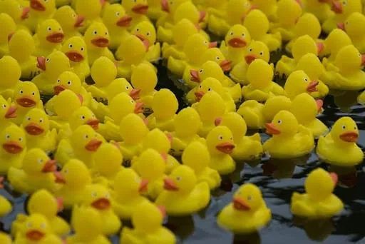 ducks